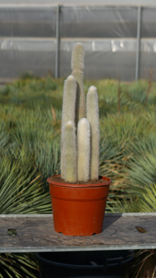 Cactus Antorcha Plateada