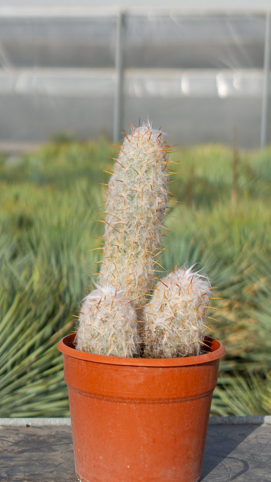 Cactus Abuelo