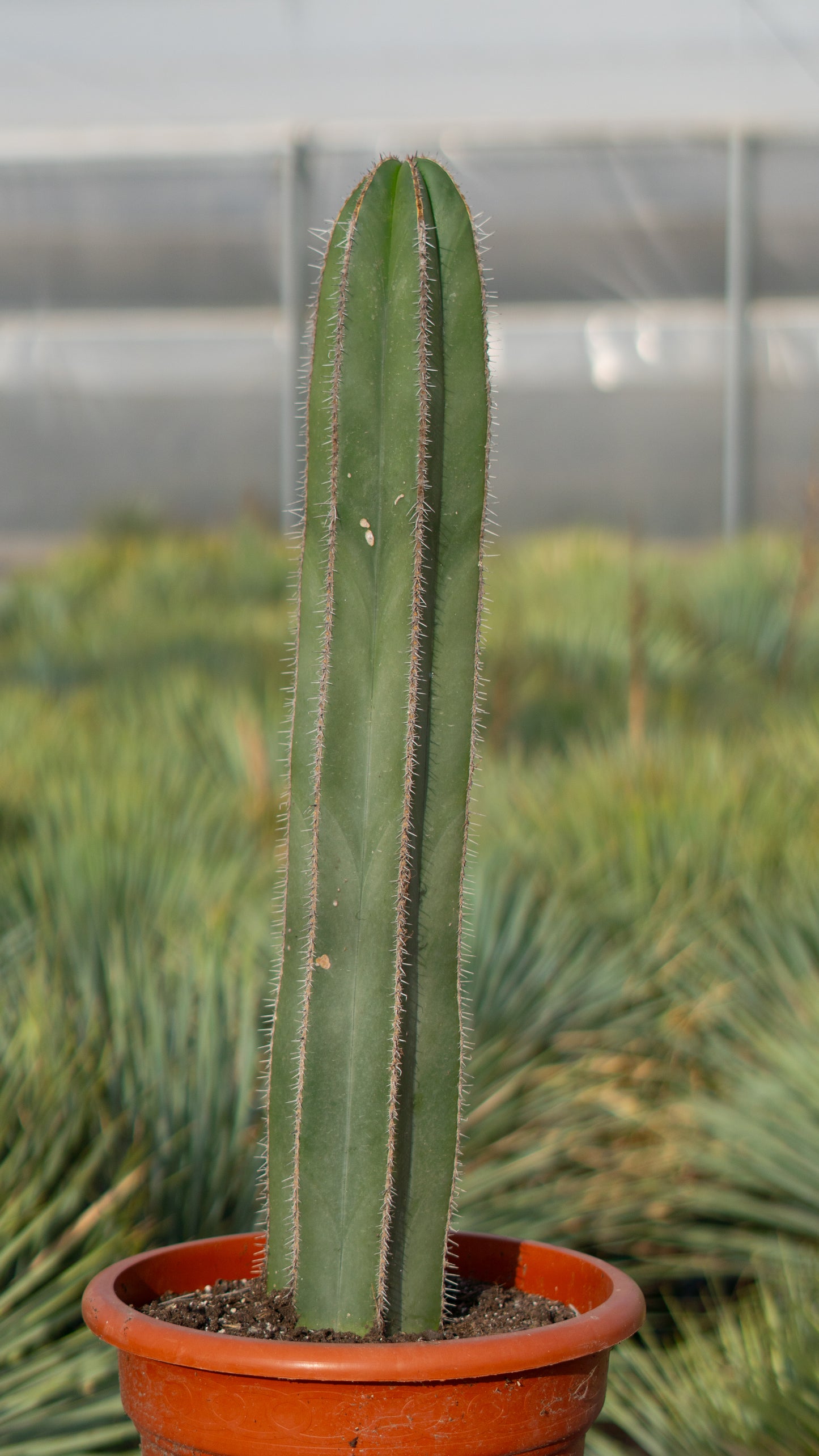 Cactus Órgano