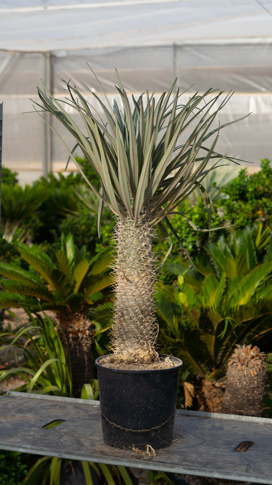 Palmera De Madagascar