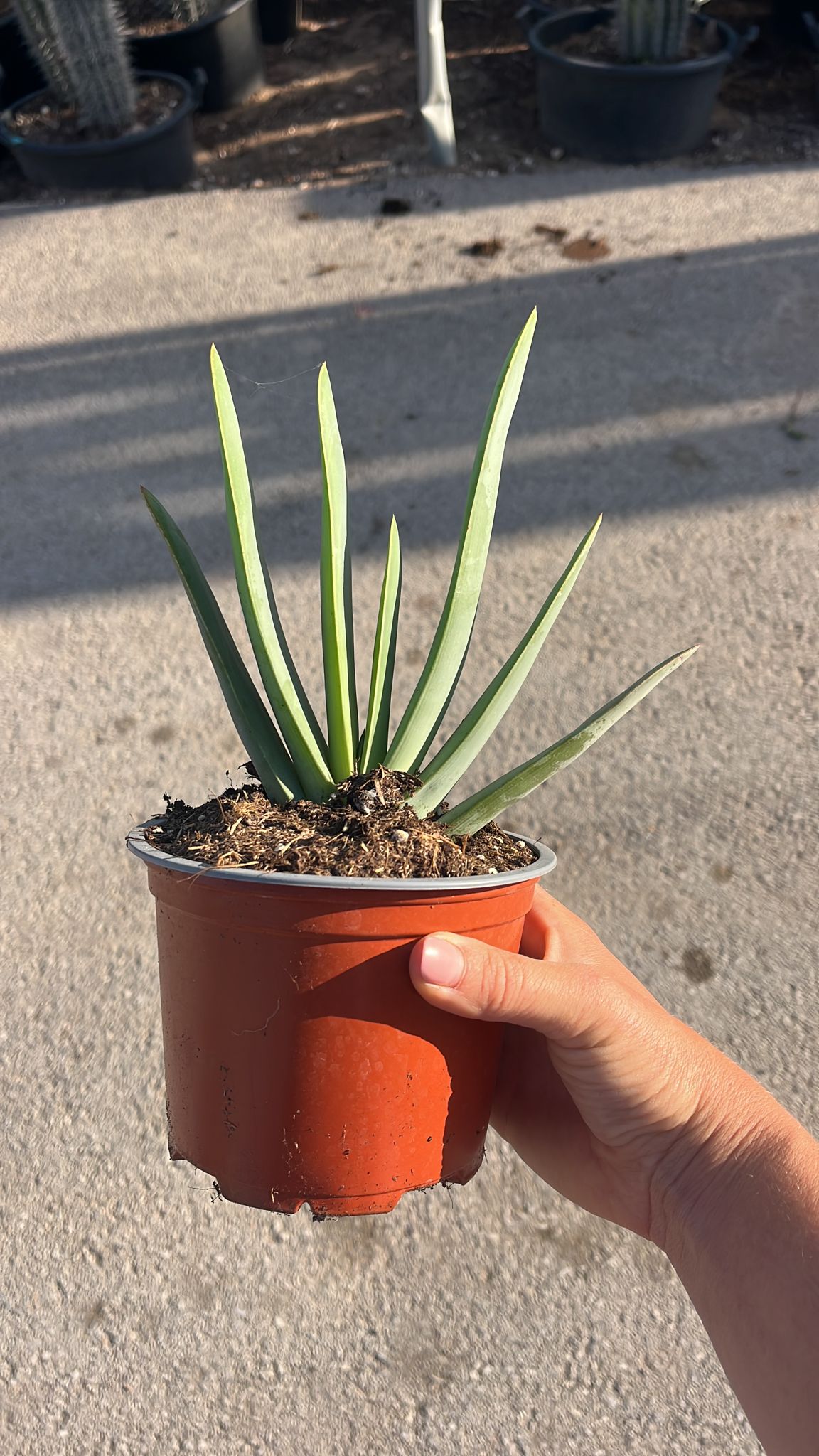 Aloe Plicatilis | 13Ø 30cm