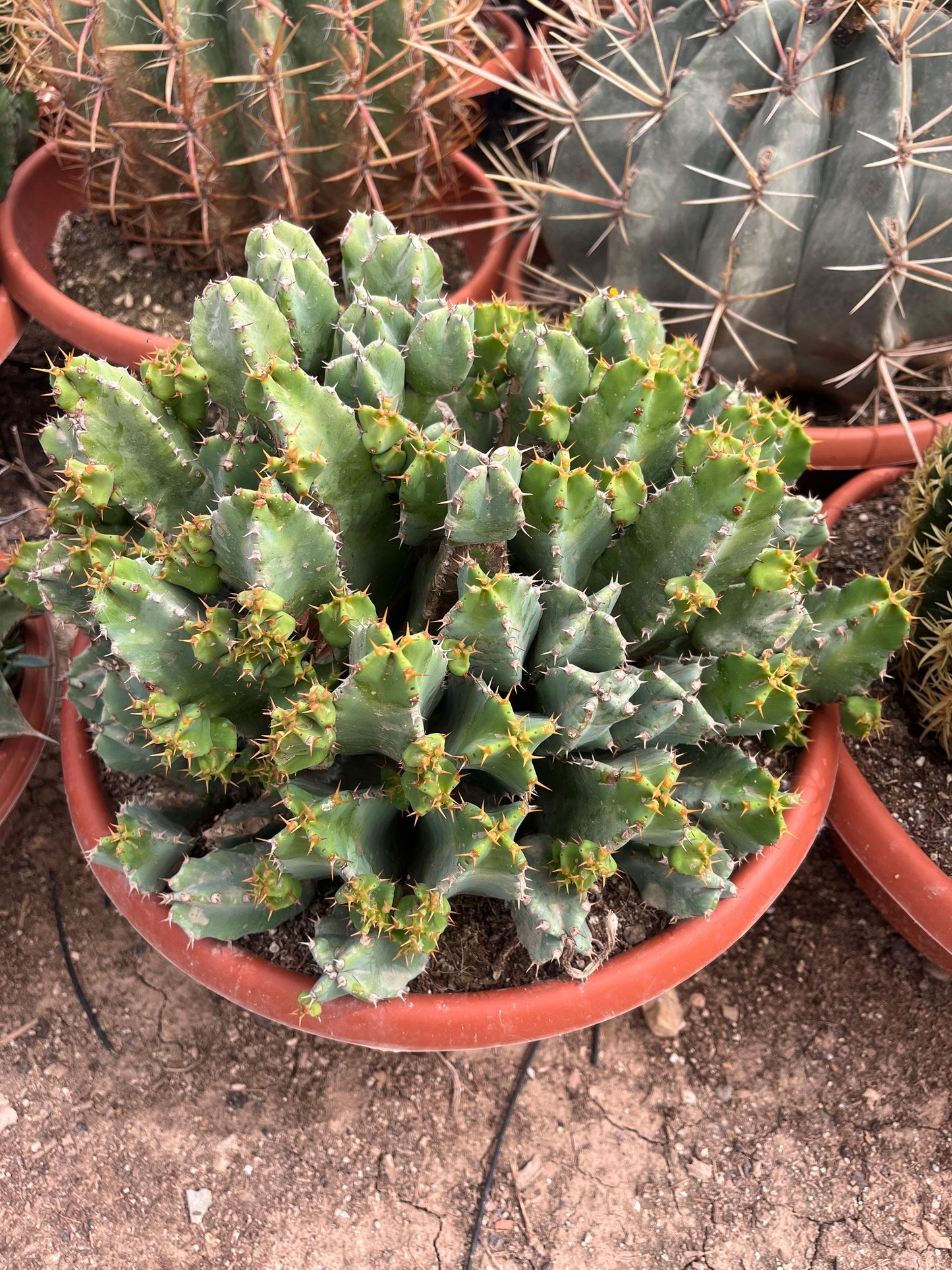 Euphorbia resinifera | 30Ø