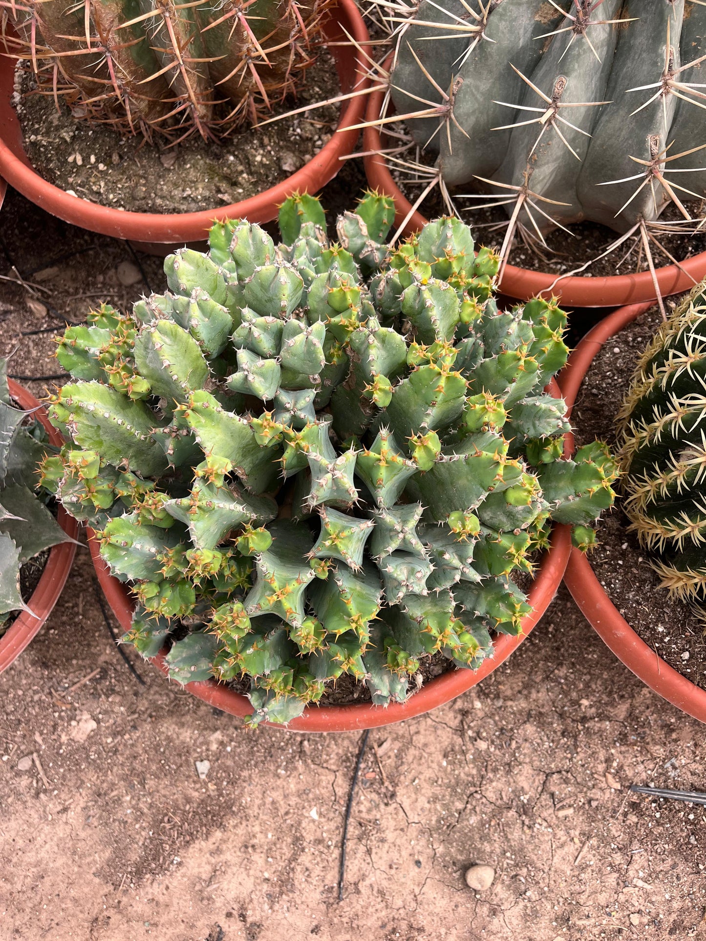 Euphorbia resinifera | 30Ø