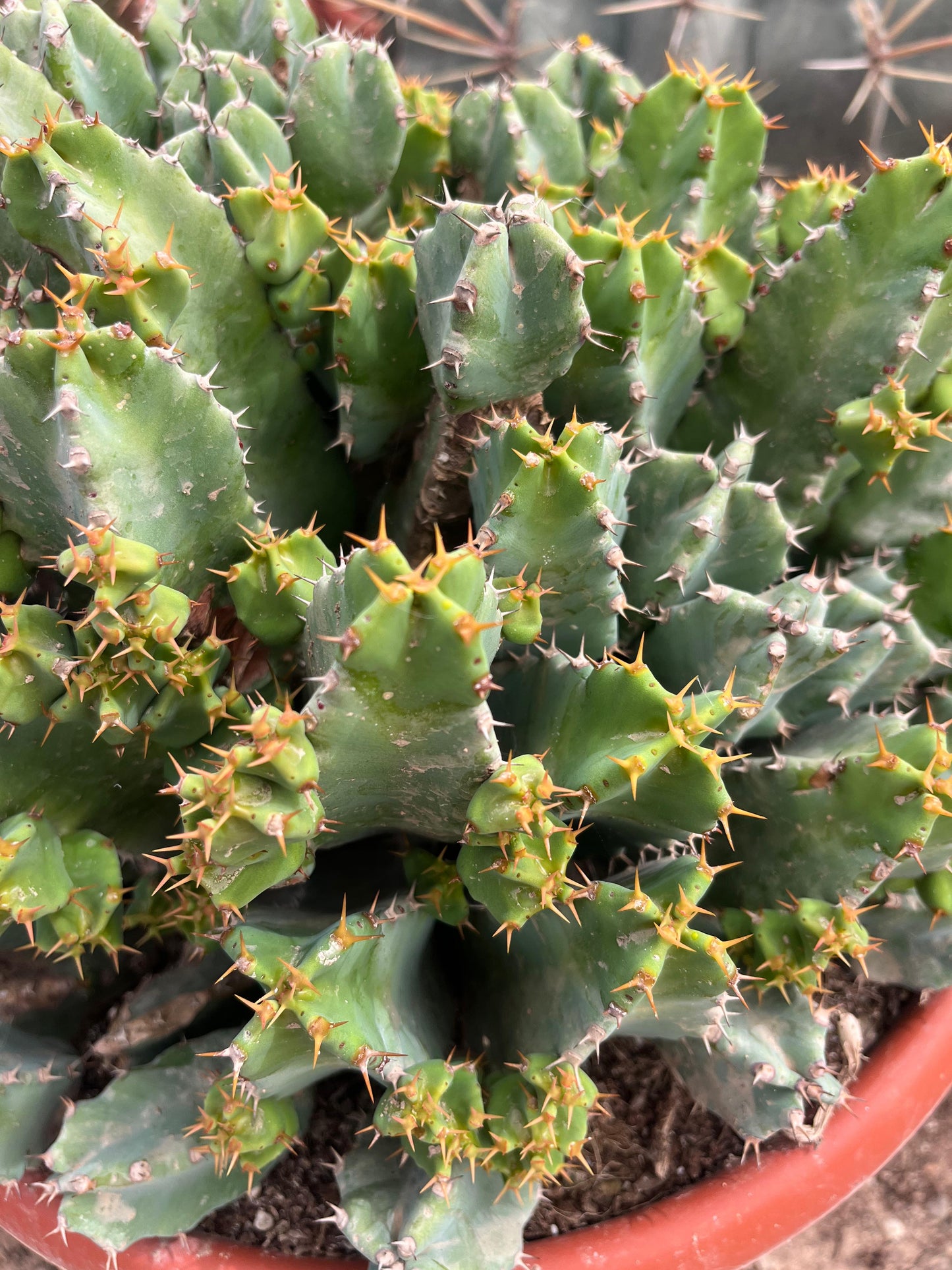 Euphorbia resinifera | 30Ø