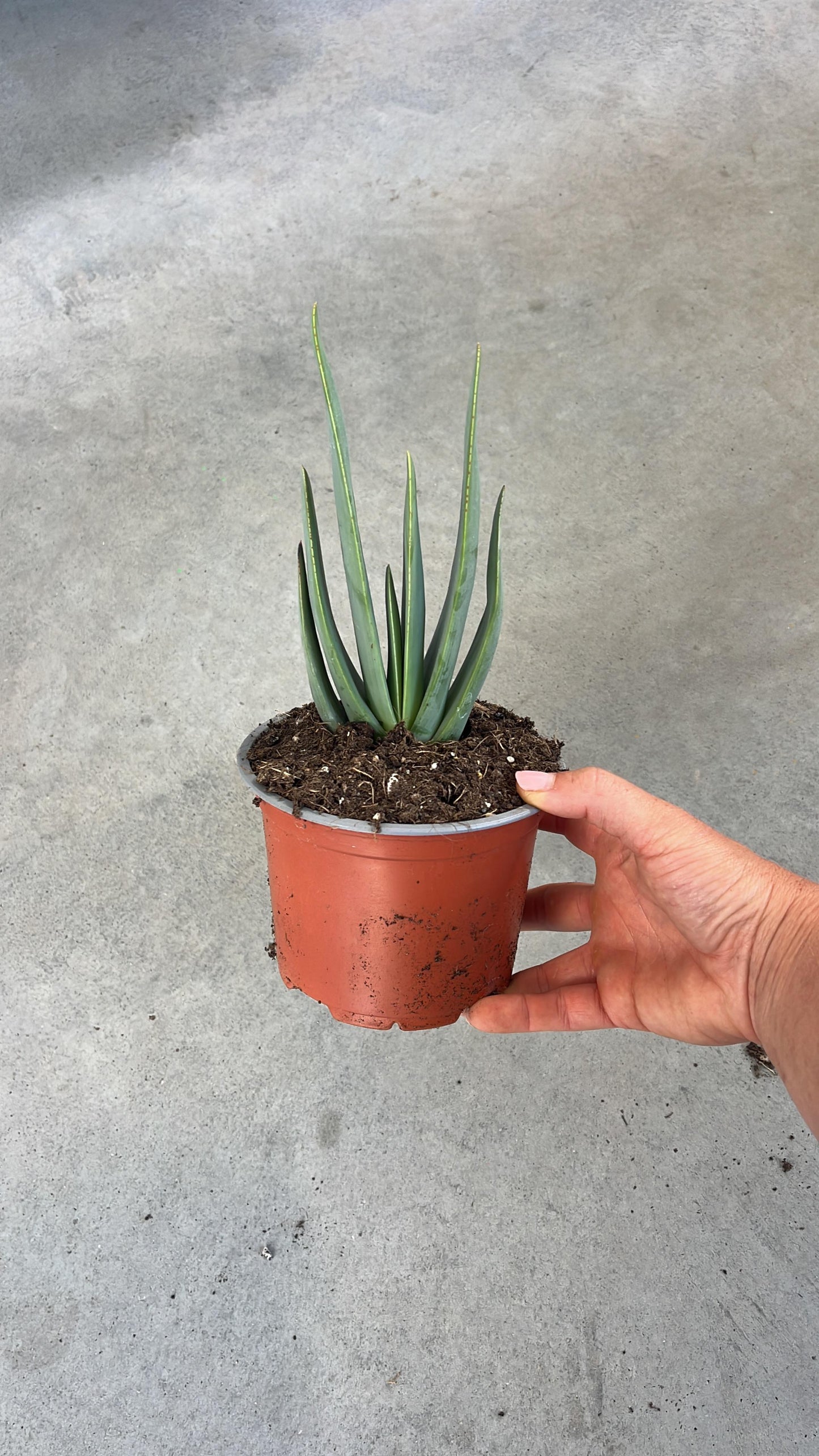Aloe Plicatilis | 13Ø 30cm