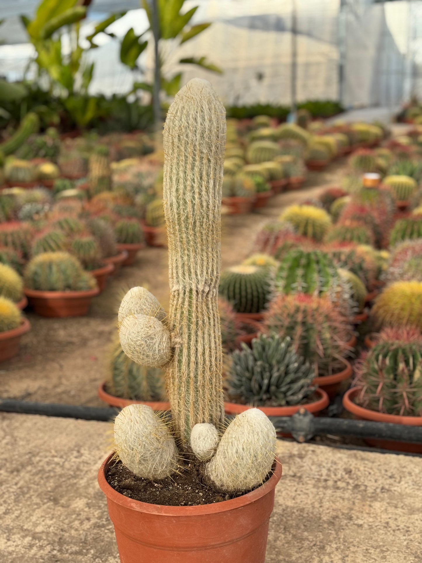 Espostoa lanata | 25Ø 80-90 cm