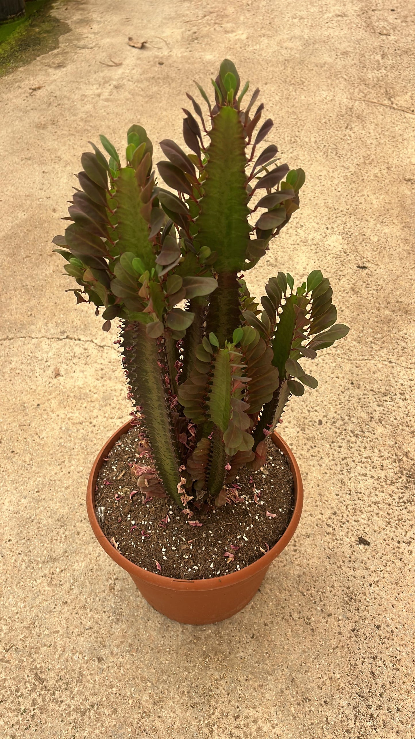 Euphorbia trigona ‘Rubra’ | 25Ø 80-90 cm