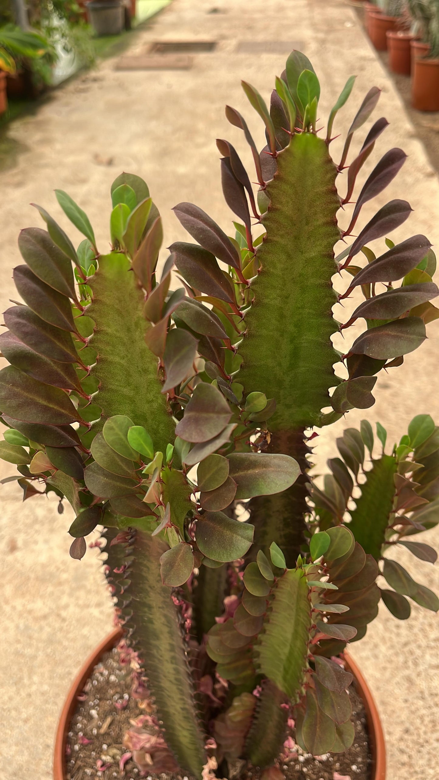 Euphorbia trigona ‘Rubra’ | 25Ø 80-90 cm