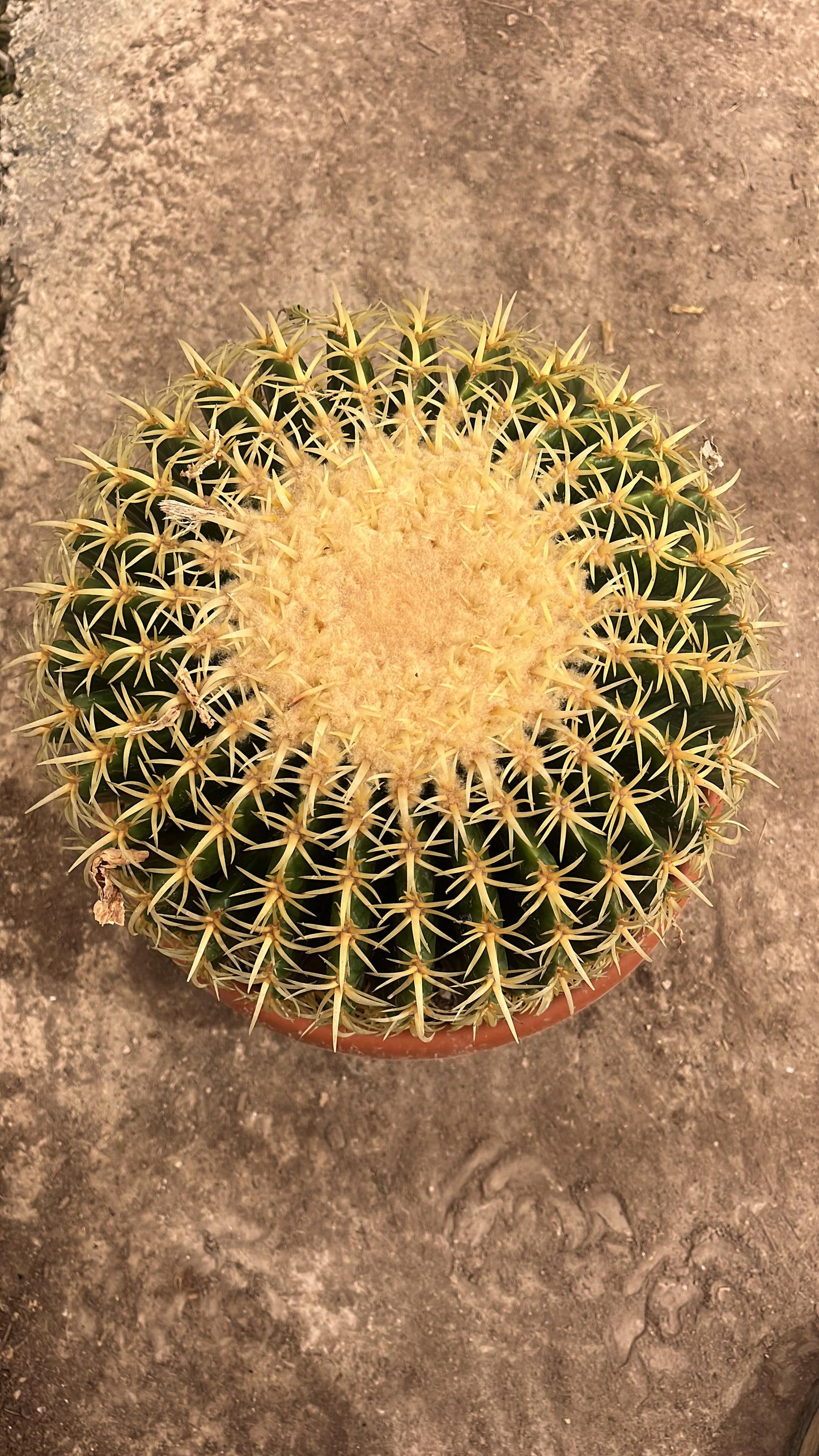 Echinocactus Grusonii Brevispinus