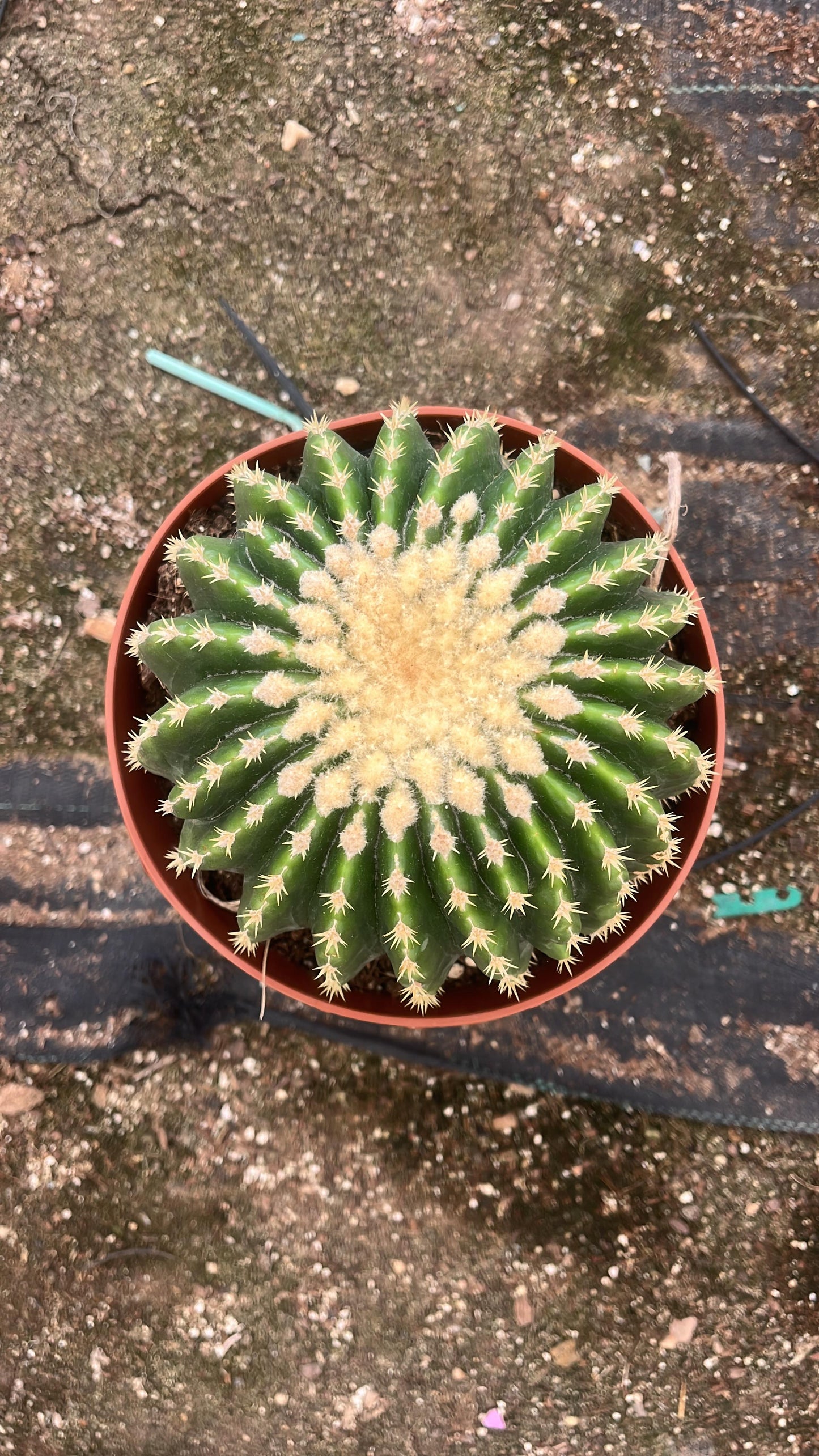 Echinocactus Grusonii Inermis