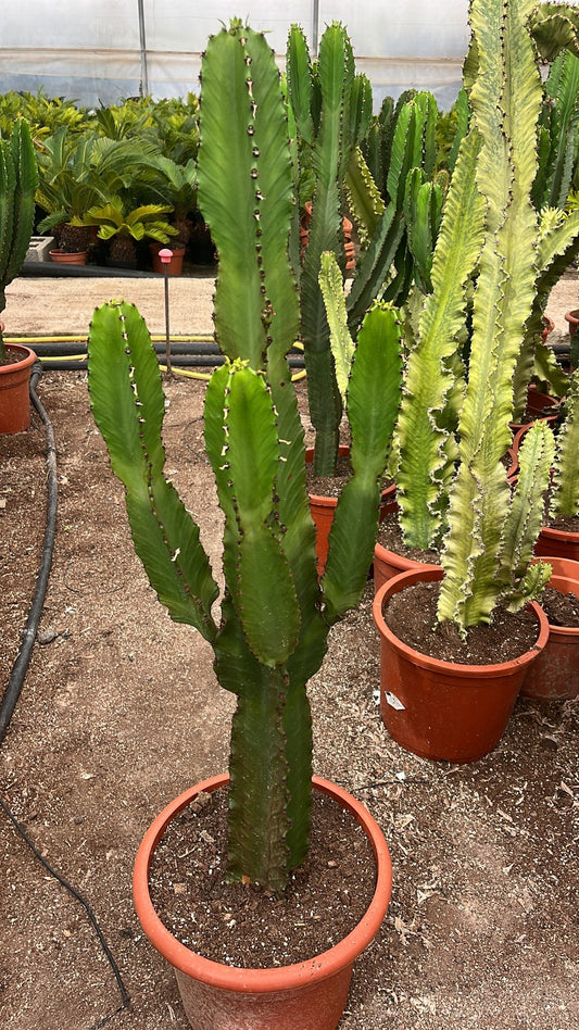 Cactus Candelabro Especial | 105 cm