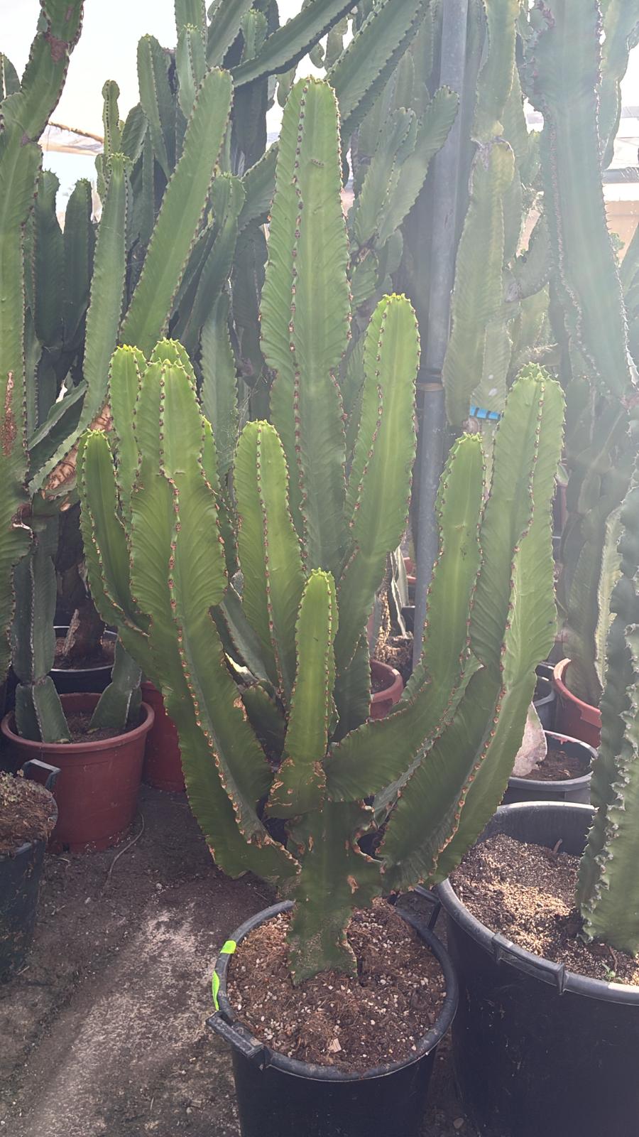 PACK CACTUS CANDELABRO (+ ENVÍO) - CLIENTE DIOGO ASSIS