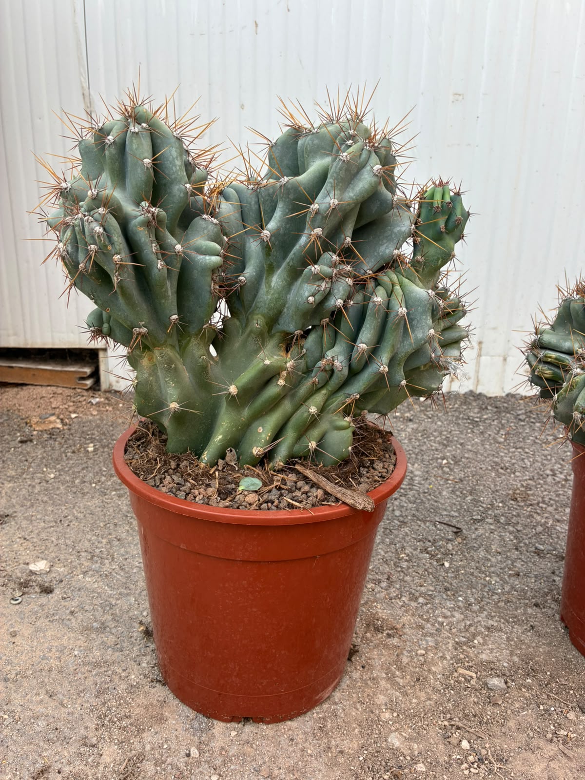 Cereus Peruvianus Monstruosus | 25Ø 50cm