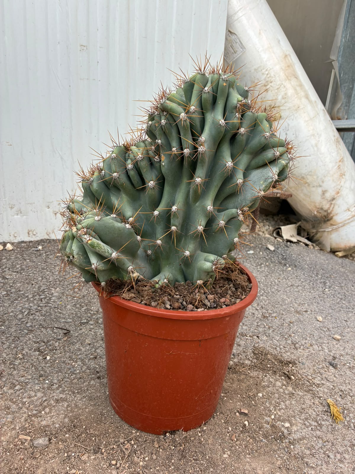 Cereus Peruvianus Monstruosus | 25Ø 50cm