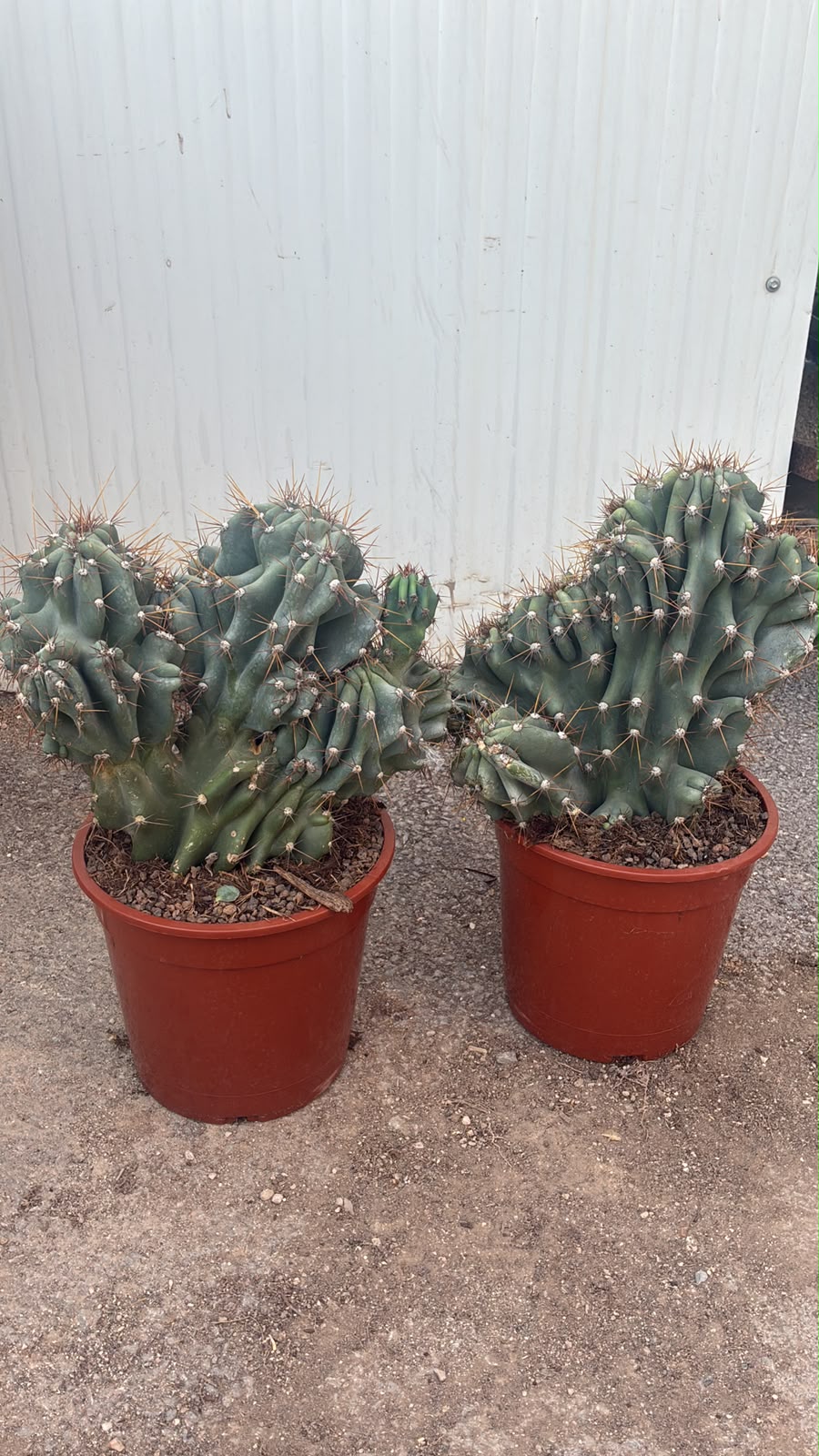 Cereus Peruvianus Monstruosus | 25Ø 50cm