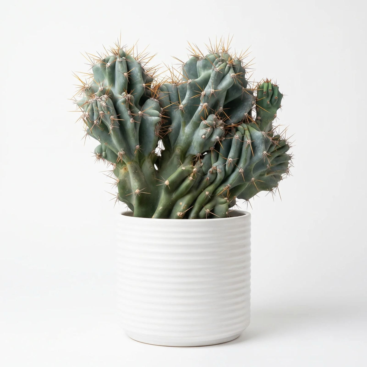 Cereus Peruvianus Monstruosus | 25Ø 50cm