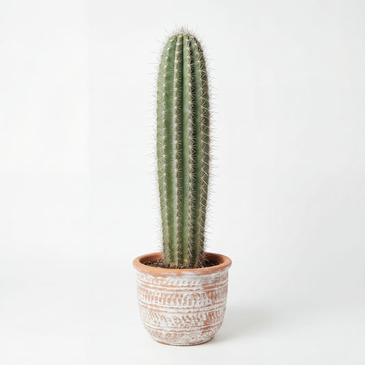 Cactus Cardón (120cm)