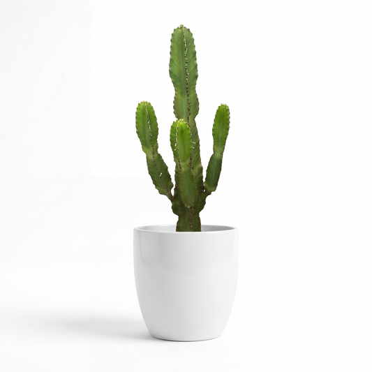 Cactus Candelabro Especial | 105 cm