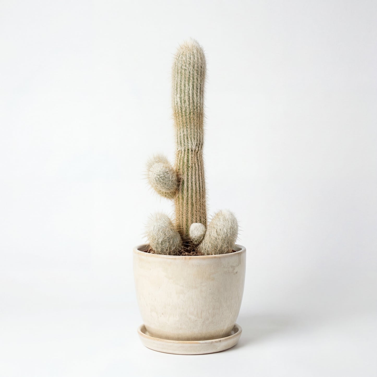 Espostoa lanata | 25Ø 80-90 cm