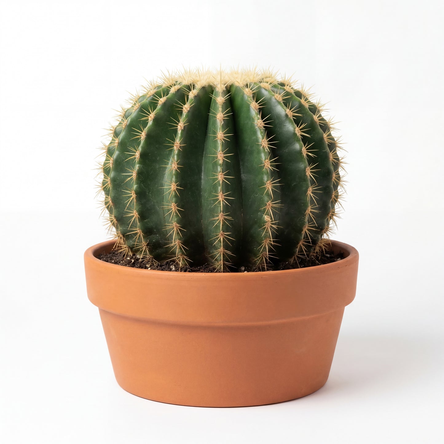 Echinocactus Grusonii Inermis
