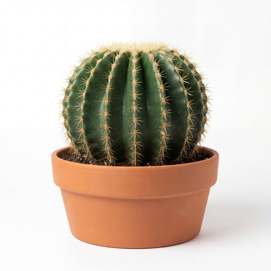 Echinocactus Grusonii Inermis