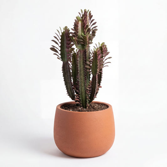 Euphorbia trigona ‘Rubra’ | 25Ø 80-90 cm