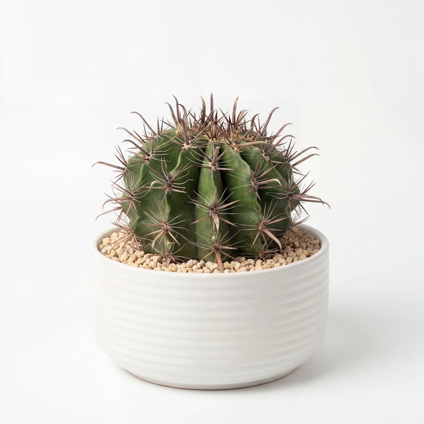 Ferocactus Horridus (Peninsulae)