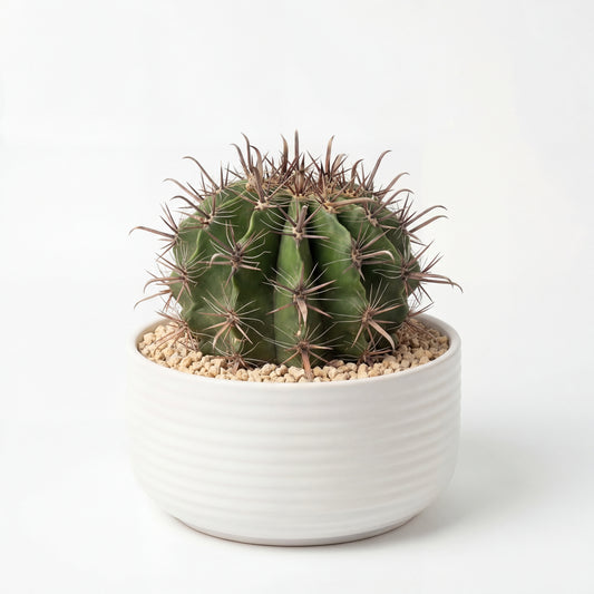 Ferocactus Horridus (Peninsulae)