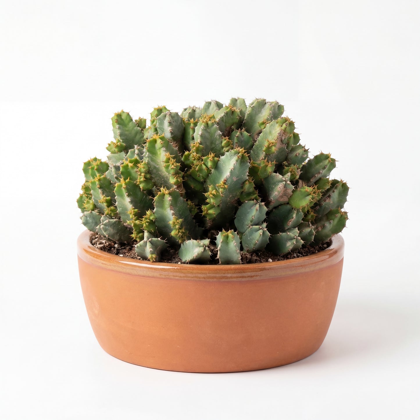 Euphorbia resinifera | 30Ø