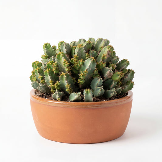 Euphorbia resinifera | 30Ø