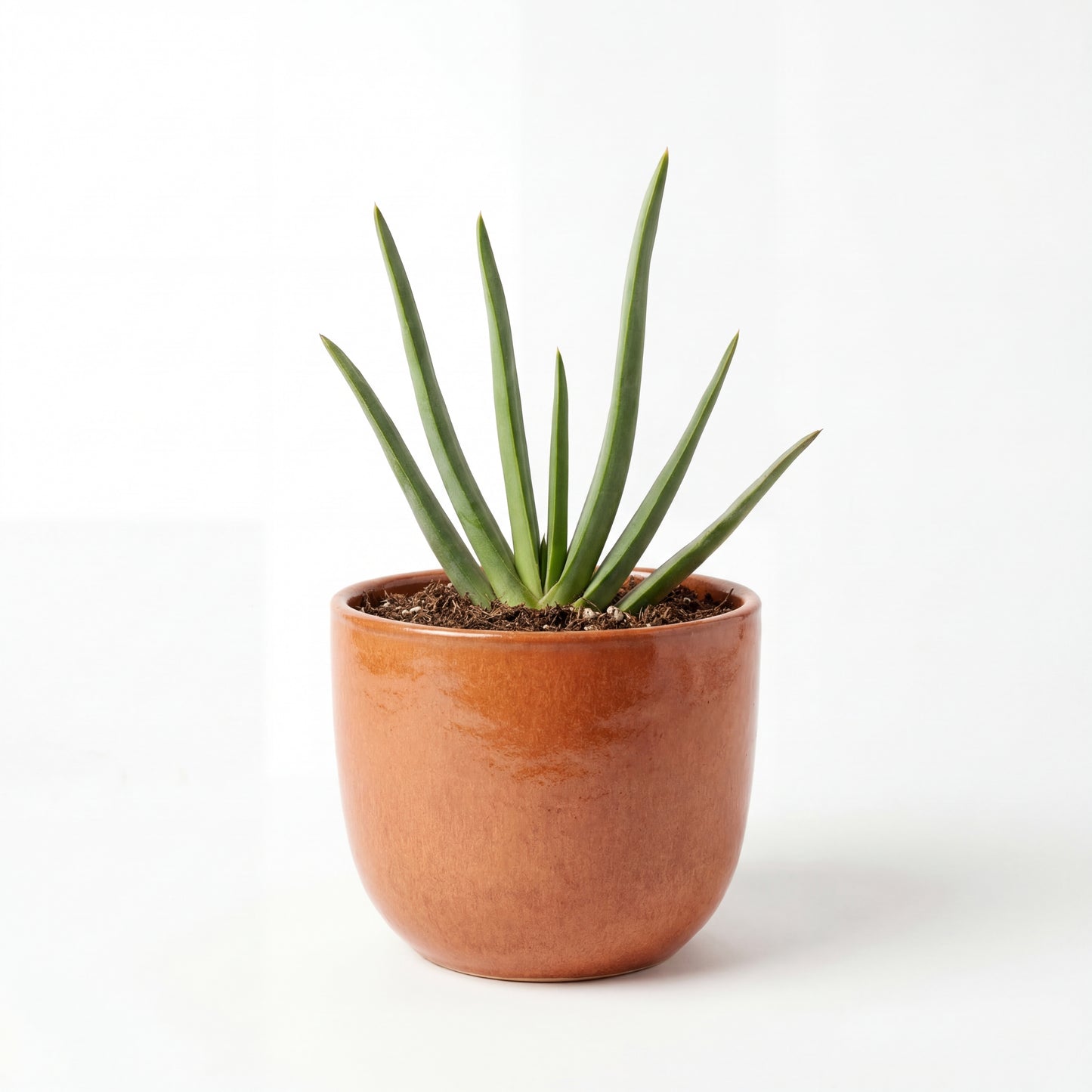 Aloe Plicatilis | 13Ø 30cm