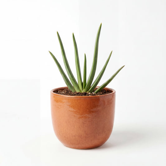 Aloe Plicatilis | 13Ø 30cm