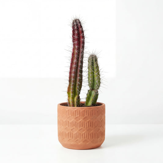 Stenocereus Pruinosus | 25Ø 90cm