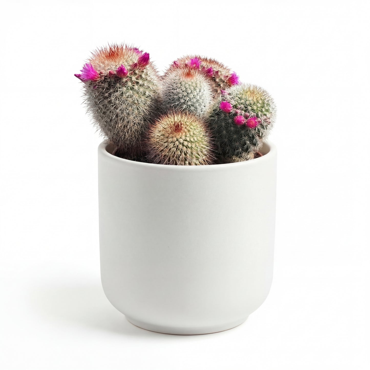 Mammillaria Spinosissima | 18Ø 25cm