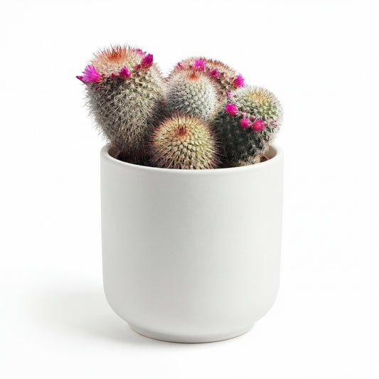 Mammillaria Spinosissima | 18Ø 25cm