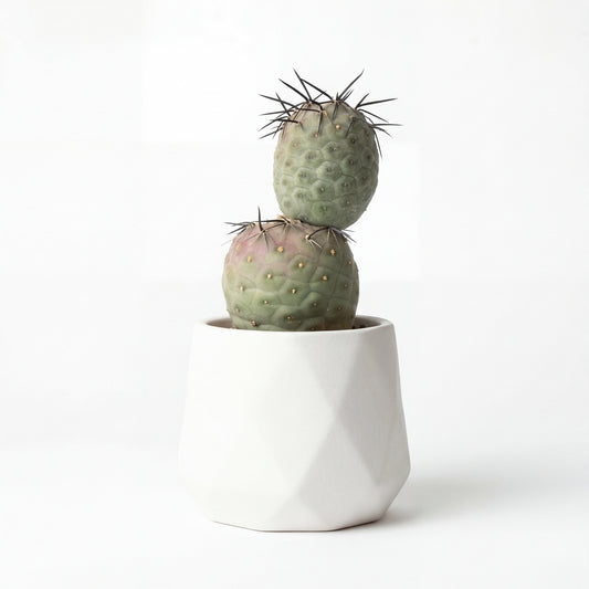Tephrocactus Geometricus | 8,5Ø 18cm