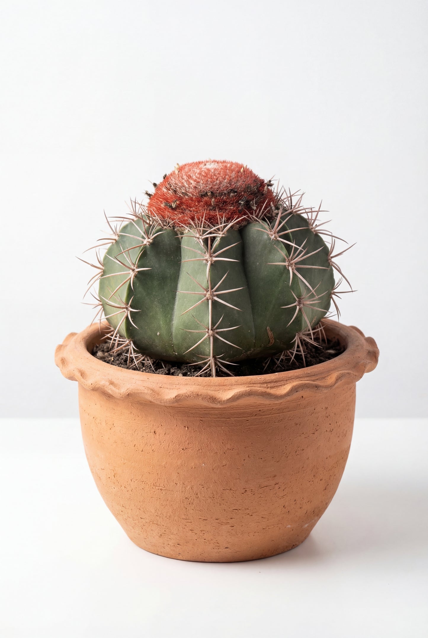 Melocactus | 18Ø 25cm