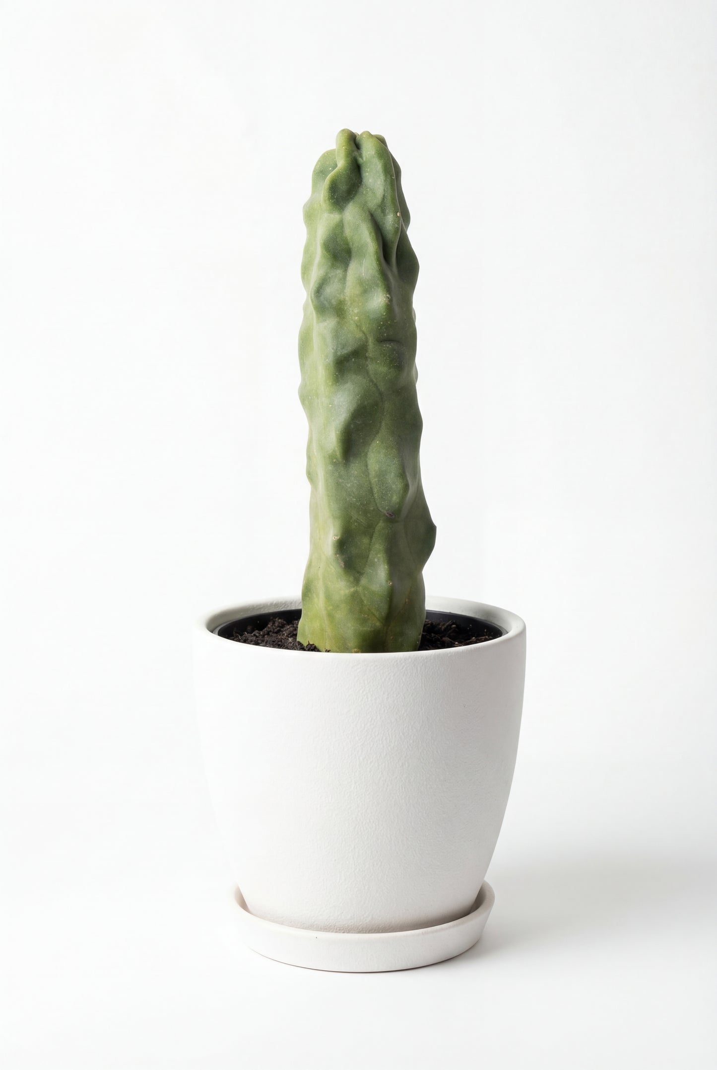 Cactus Tótem | 14Ø 30cm