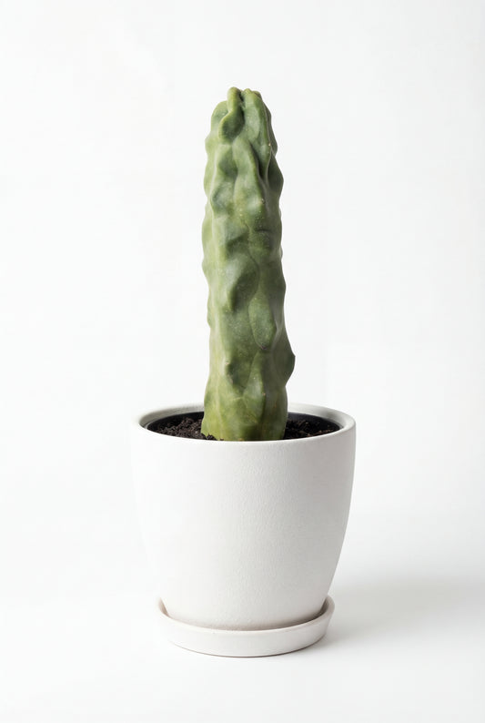 Cactus Tótem | 14Ø 30cm