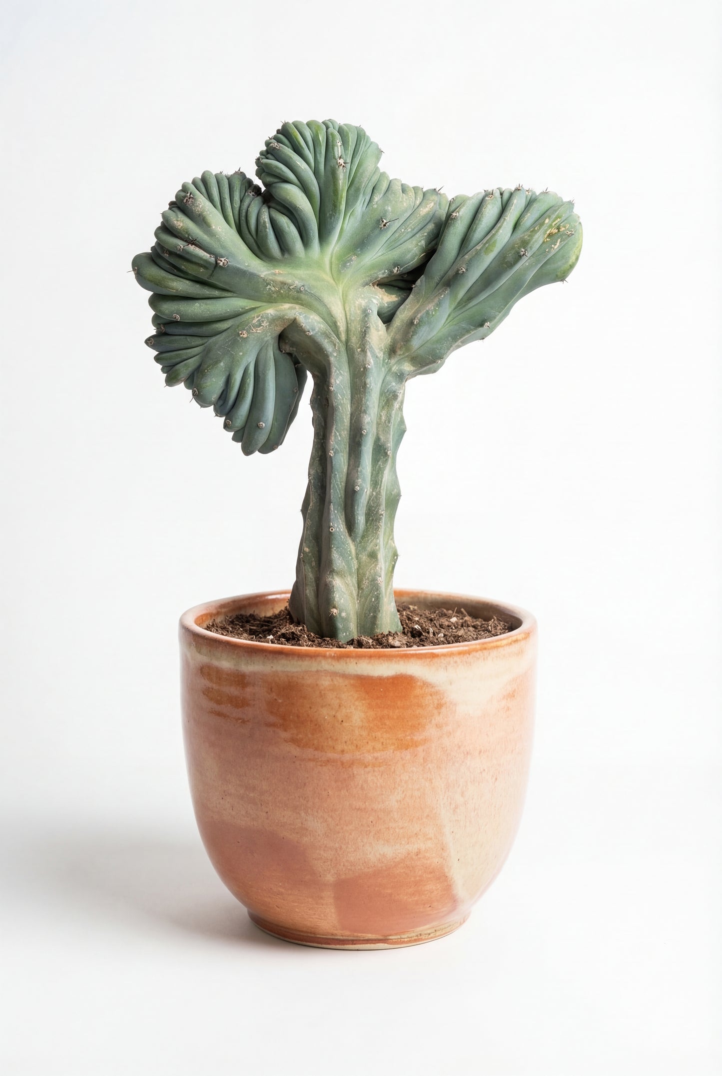 Cactus Cresta | 25Ø 70cm