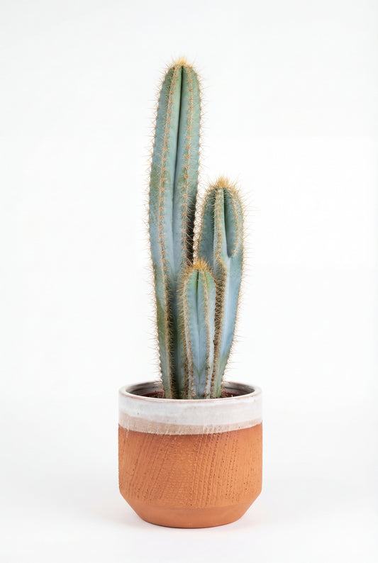 Cactus Antorcha Azul | 25Ø 80-90cm