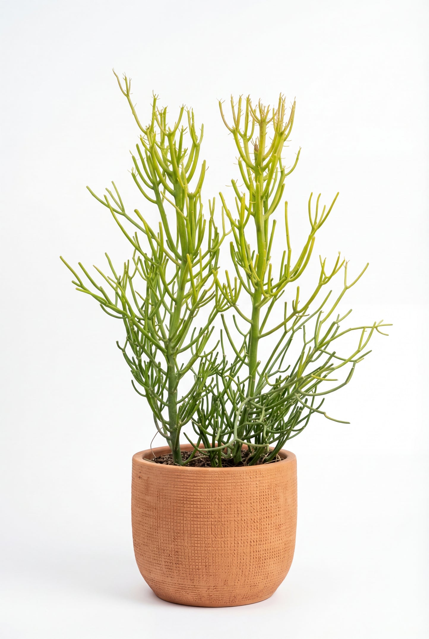 Árbol De Goma | 25Ø 110-120cm