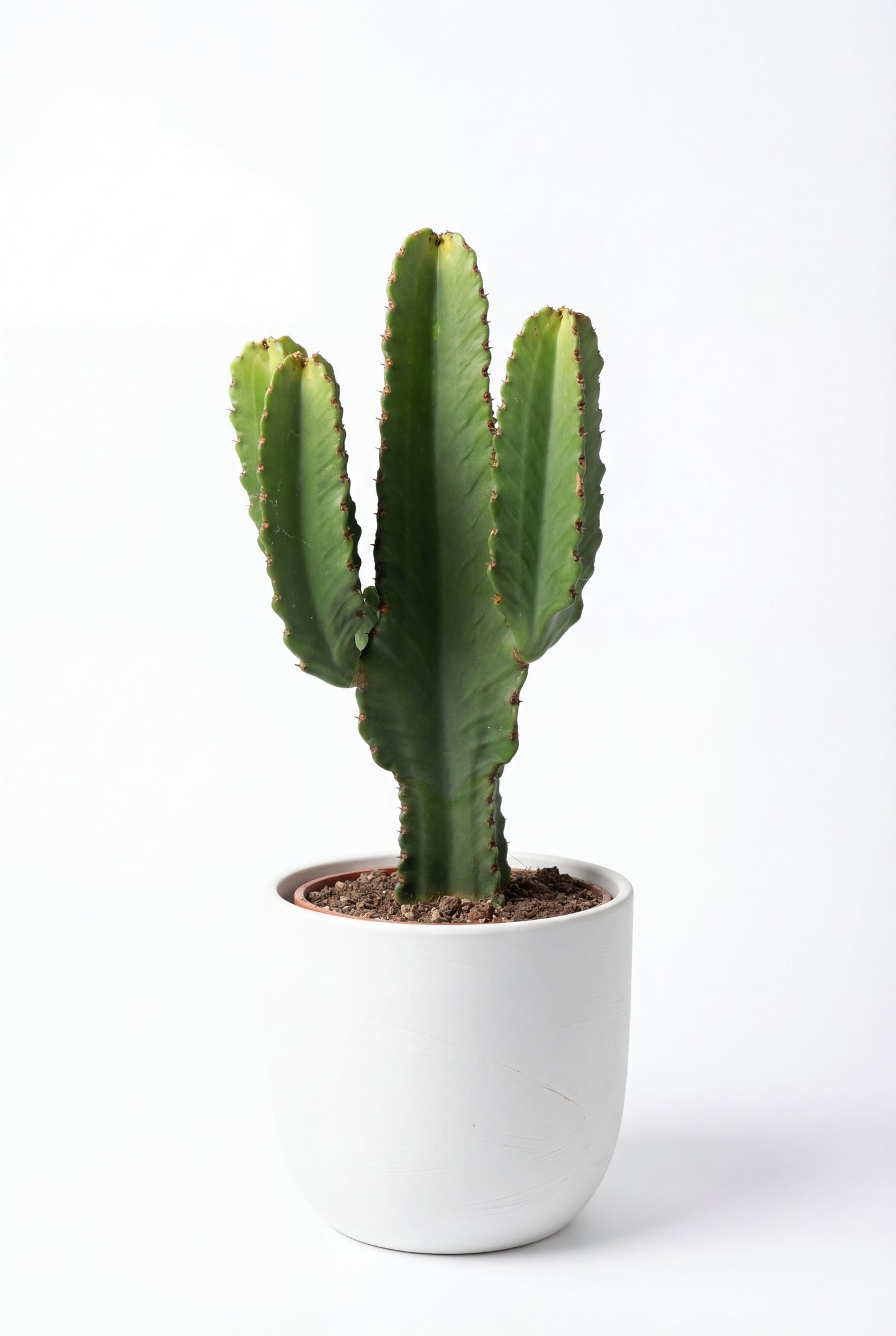 Cactus Candelabro | 25Ø 80-90 cm