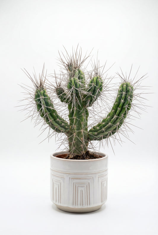 Cactus Cardón Moro | 25Ø 70-80 cm
