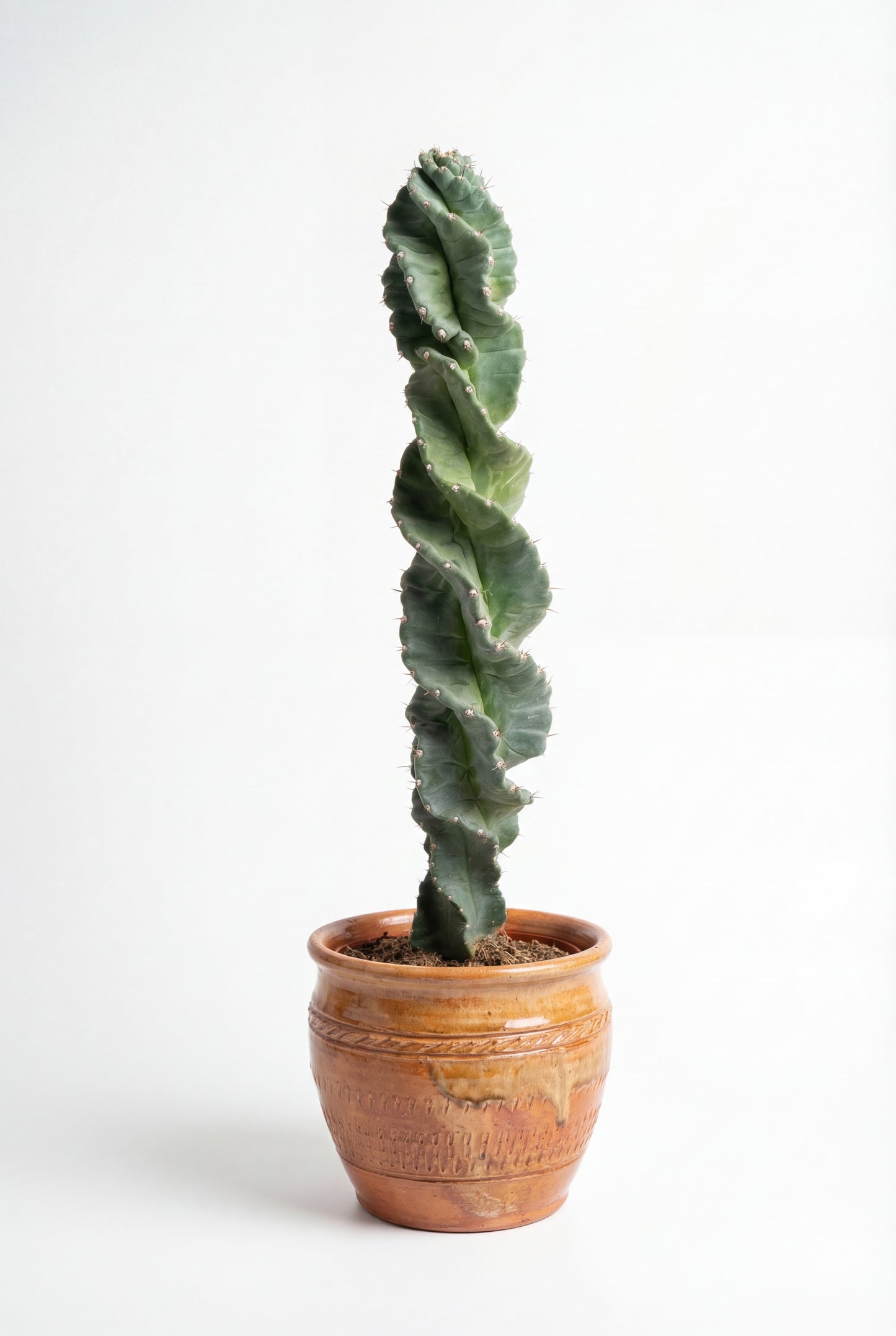 Cactus Tornillo | 25Ø 80-90cm