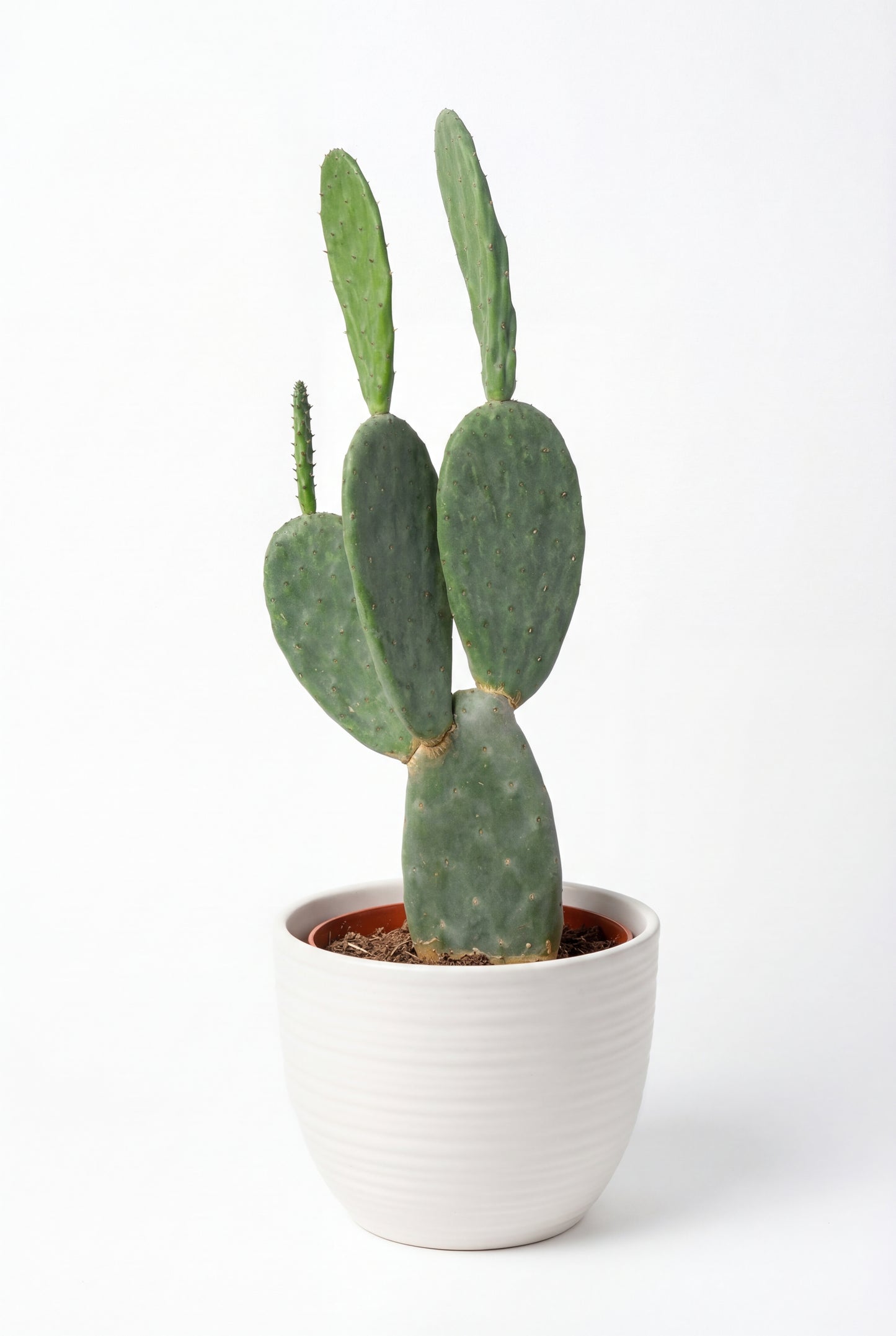 Cactus Palera | 25Ø 100-110cm