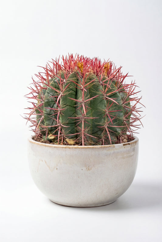 Cactus Barril Lanoso
