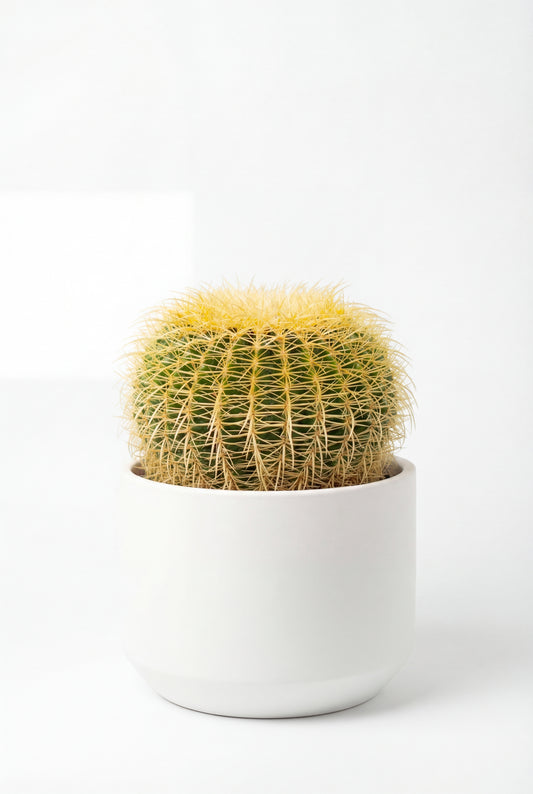 Cactus Asiento De La Suegra