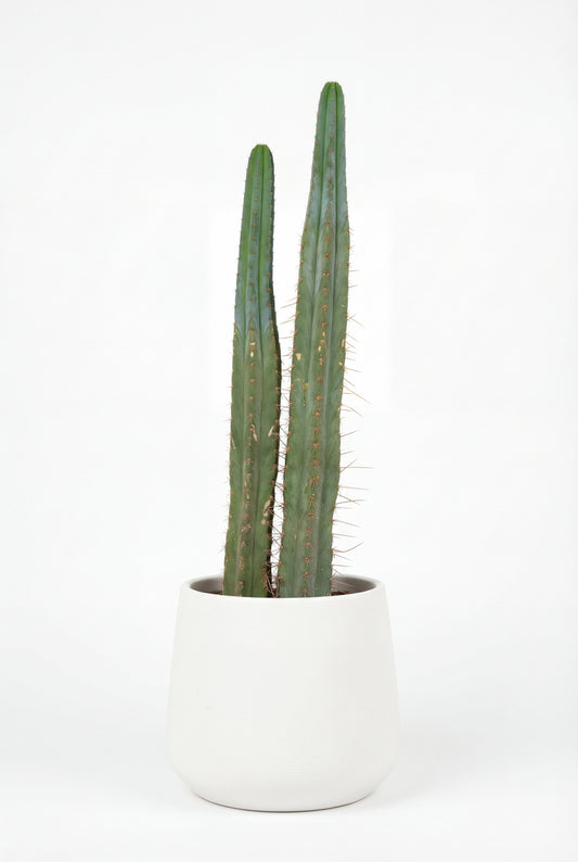 Cactus De San Pedro | 25Ø 80-90cm
