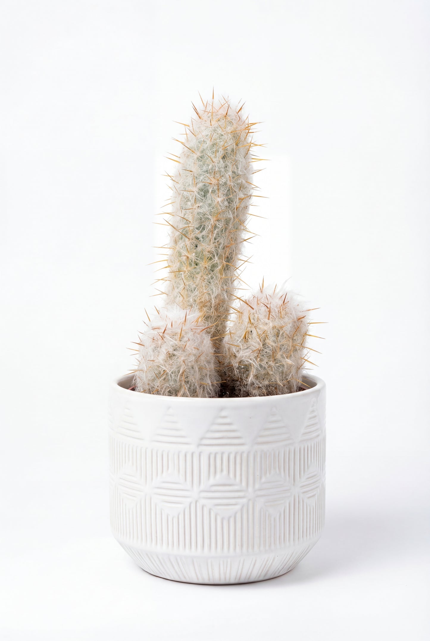 Cactus Abuelo